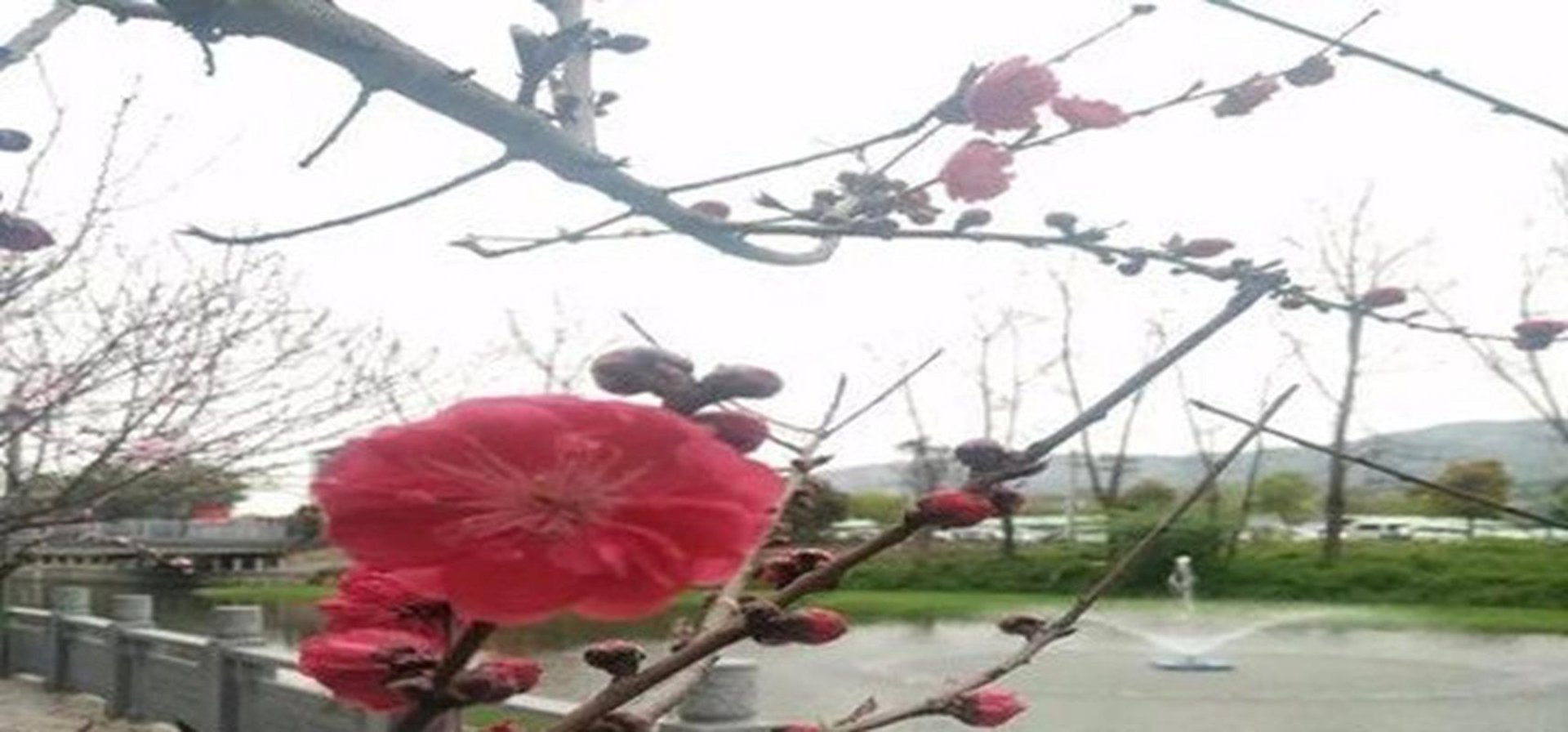 北京花店怎么选？从鲜花绿植到开业花篮的一站式服务指南